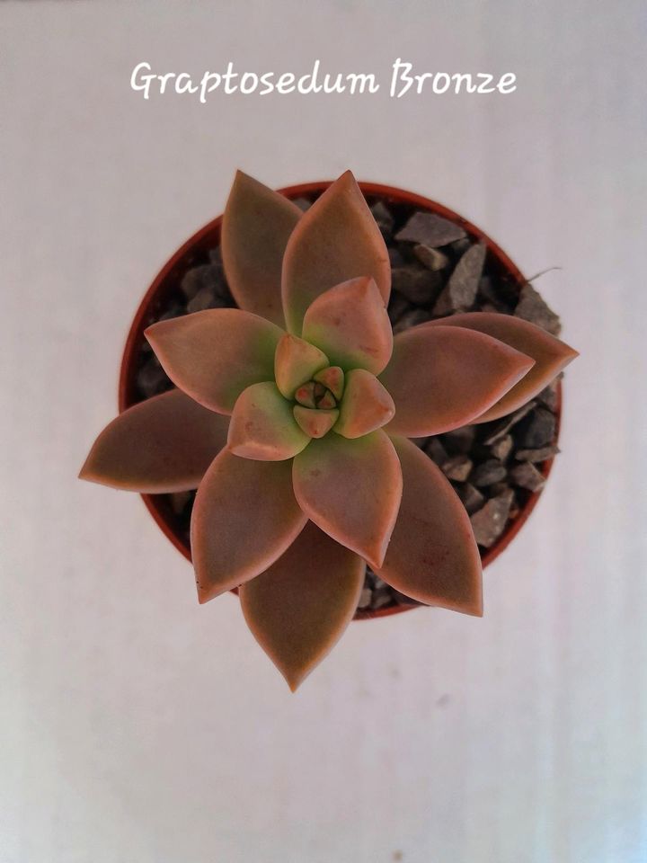 Echeveria Graptopetalum Sedum Sukkulenten in Laubach (Eifel)