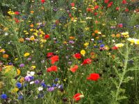 Verschiedenes Saatgut bio Blumensamen Gartenblumen Tagetes Wicke Rheinland-Pfalz - Flörsheim-Dalsheim Vorschau