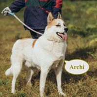 Tierschutz - Der attraktive Rüde Archi! Hannover - Nord Vorschau