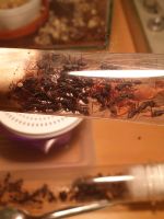 Harpegnathos Venator Ameisen Kolonie Nordrhein-Westfalen - Herne Vorschau