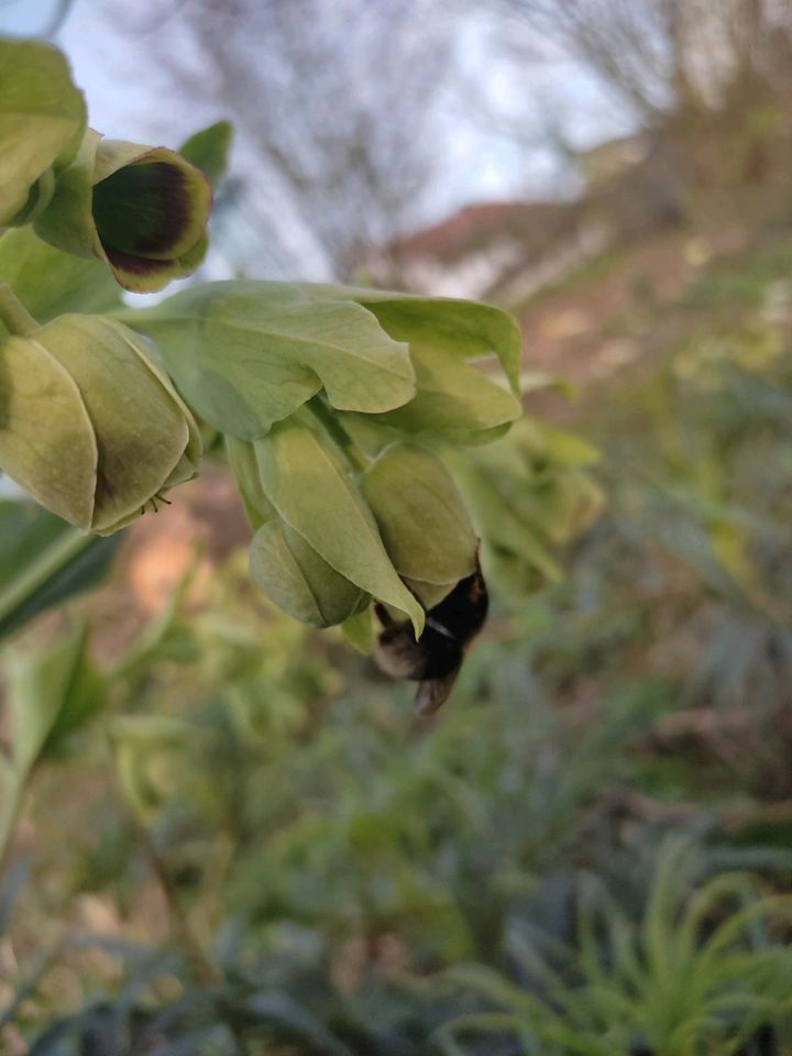 Nieswurz Staude Naturgarten Wildstaude Insekten in Mauern