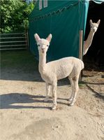 Alpaka Stutengruppe, Alpaka Stute, Alpakastute Bayern - Gersthofen Vorschau