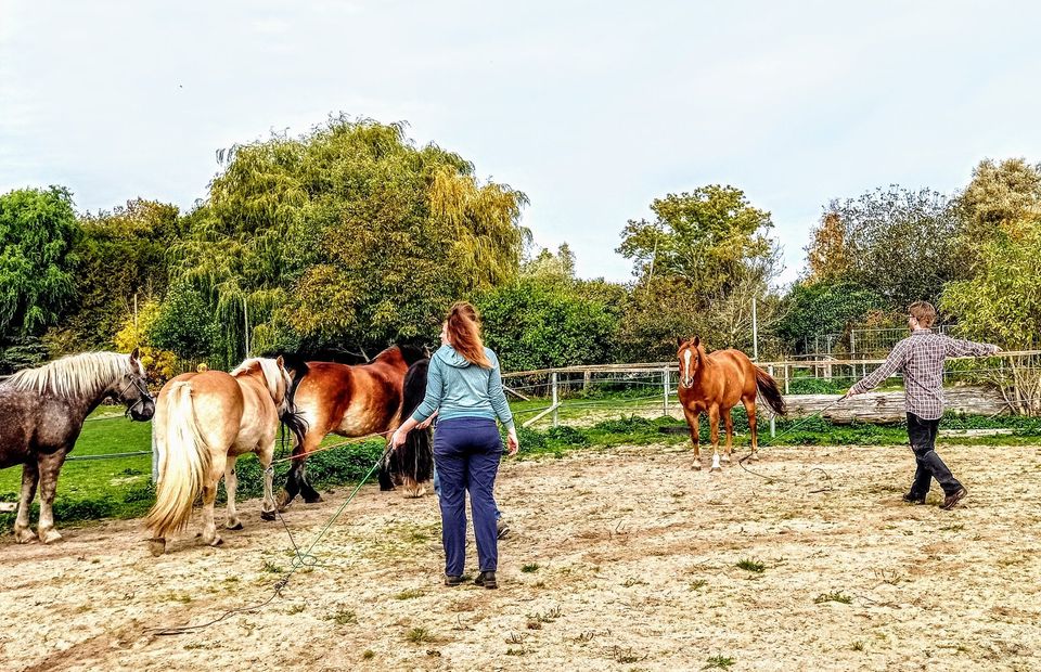 Erwachsene Urlaub Auszeit Retreat Coaching Pferde Entwicklung in Saatel