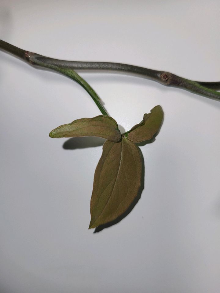 Syngonium Redspot Tricolor in Oberzent