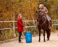 Mobil ,Working Equitation Trail Parcour (Bodenarbeit) Nordrhein-Westfalen - Olpe Vorschau