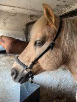 Hannoveranisches Reithalfter Pony Shetty Sachsen-Anhalt - Osterburg Vorschau