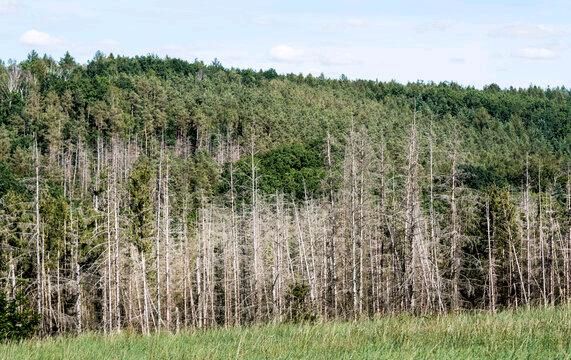 Suche Wald bei Plankenfels Zustand egal in Bayreuth