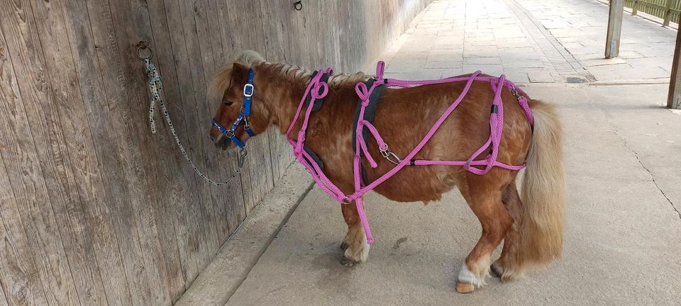 2 liebe Shetty Wallache in Badbergen