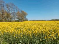 Ferienhaus Landidyll auf Rügen Silenz Frühjahr-Angebot Mecklenburg-Vorpommern - Trent Vorschau