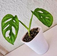 Monstera Adansonii Mint im Selbstbewässerungstopf in Pon Leipzig - Gohlis-Nord Vorschau