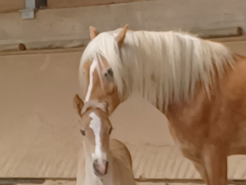 Charmantes Haflinger Fohlen in Wuppertal