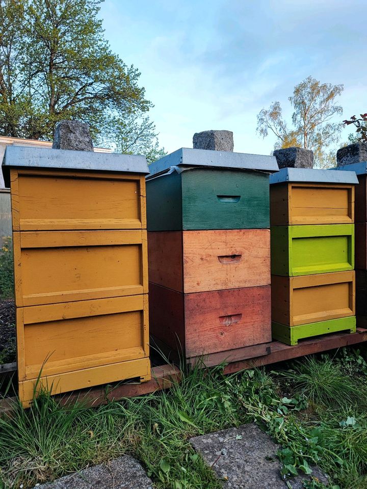 Wirtschaftsvolk mit Erlanger Zander Beute Carnica Bienen Karnika in Dietingen