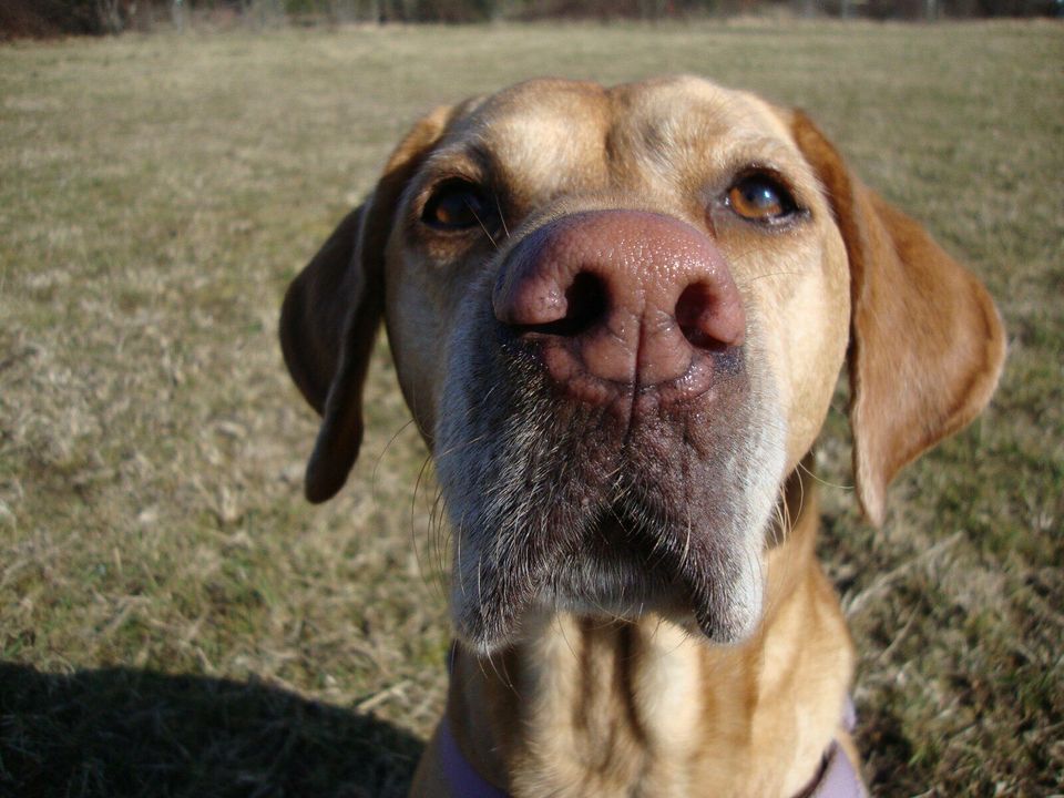 Gassiservice, Einzelrunde für den Hund, Katzenbetreuung in Leipzig