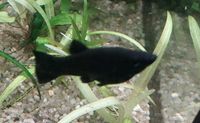 Black Molly Nachwuchs Fische Aquariumfische Aquarium Nordrhein-Westfalen - Coesfeld Vorschau