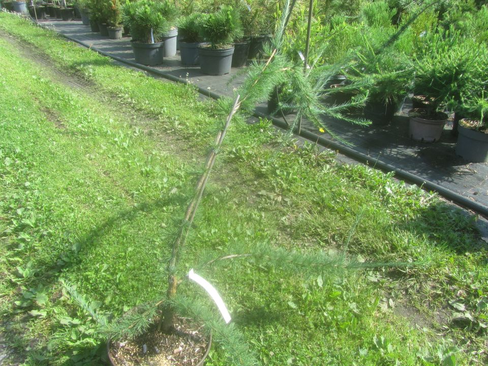 Lärche - Larix laricina 'Iron Rod' 150 cm, Bonsai Rohware in Soltau