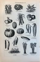Vintage Poster Druck Gemüsepflanzen Botanik Berlin - Charlottenburg Vorschau