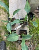 Hosta Rhein Bayern - Bischofsheim Vorschau