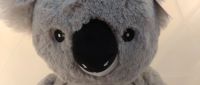 Kuscheltier Koala bestickt mit Wunschtext Geburt Taufe Geburtstag Schleswig-Holstein - Bordesholm Vorschau
