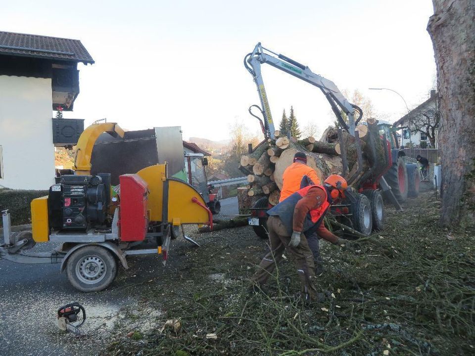 Baumpflege, Problemfällungen, Baumkontrollen und -gutachten in Prackenbach