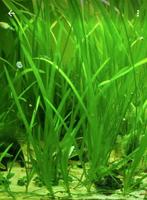 Aquariumpflanzen -  Vallisnerien - gewöhnliche Wasserschrauben Frankfurt am Main - Westend Vorschau