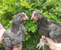 2 Grünleger Junghähne / Araucana Mix suchen neue Zuhause (Hühner) Niedersachsen - Neetze Vorschau