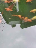 Koi Fische schwarz/orange Nordrhein-Westfalen - Bad Driburg Vorschau