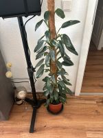 Philodendron Standleyana Variegata mit Kokosstab Düsseldorf - Flingern Süd Vorschau