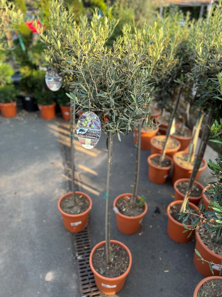 ✅NEU✅Olivenbaum Stamm Olive 80 - 100 cm Olea Europaea Baum 6 in Hamburg