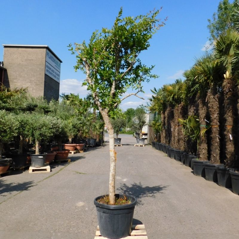 Punica Granatum +/-220cm hoch inkl. Topf Granatapfelbaum in Oberhausen