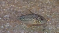 Corydoras - Mischer Sachsen - Radebeul Vorschau