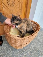 Katze Cindy verschwunden in Zaundorf/Hofkirchen Bayern - Hofkirchen Vorschau