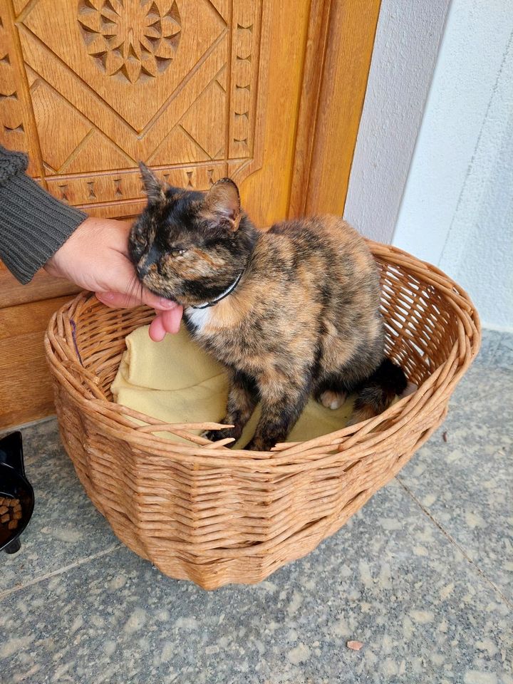 Katze Cindy verschwunden in Zaundorf/Hofkirchen in Hofkirchen