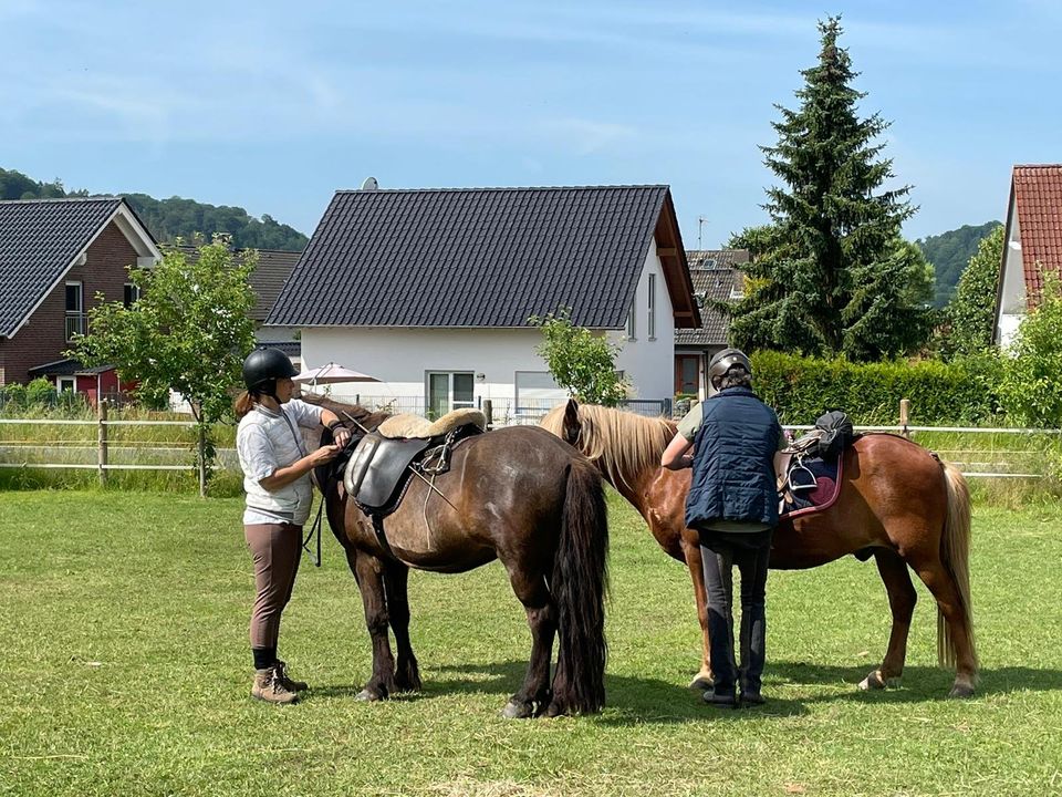 2-3tägige Wander- und Sternritte auf Islandpferden in Münchhausen