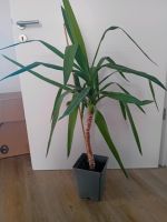 Pflanze Palme Rügen - Goehren Vorschau