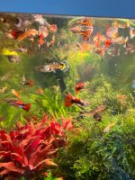 Guppy Guppies Fische verschiedene Farben und Alter Bayern - Olching Vorschau