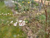 Spirea Busch blüht weiß Hessen - Dieburg Vorschau