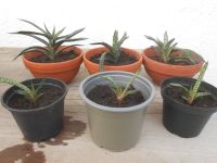 Zimmeragave Gasteria liliputana Baden-Württemberg - Schwäbisch Hall Vorschau