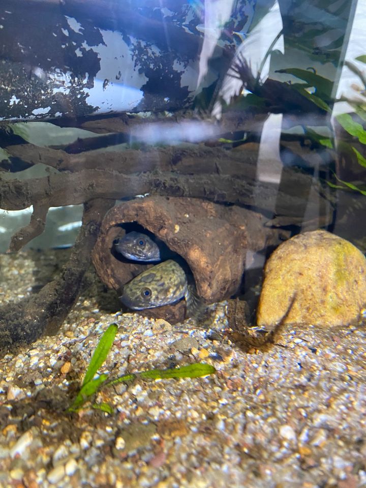 Channa spec. aff. torsaensis in Leipzig