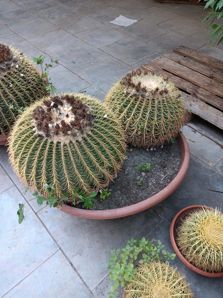 Echinocactus grusonii Goldkugelkaktus Schwiegermutterstuhl in Nordkirchen