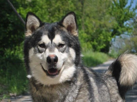 Jack Husky Rüde in Burgsinn