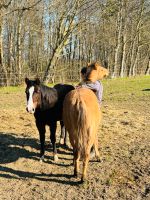 Paint Horse Jährling Stute zu verkaufen Mecklenburg-Vorpommern - Bandelin Vorschau