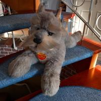 Steiff Schnautzer Molly groß 70 cm lg Niedersachsen - Nortmoor Vorschau