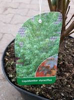 Liquidambar styraciflua, Amberbaum Niedersachsen - Großefehn Vorschau