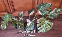 Monstera Thai Brandenburg - Bernau Vorschau