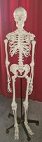 Skelett Medizin Physiotherapie Anatomie Hessen - Gießen Vorschau
