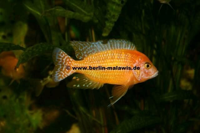 Aulonocara Firefish ca 2 - 10 cm Jungtiere in Berlin