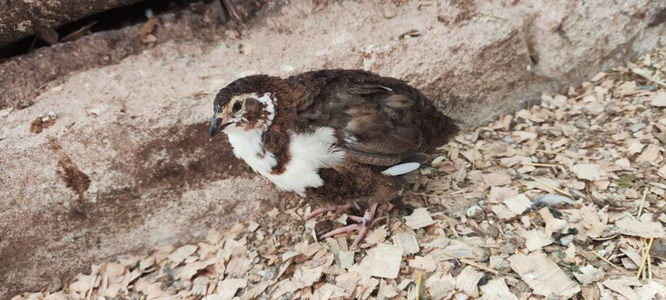 (Japanische Legewachtel) Wachtel-Hennen regelmäßig zur Abgabe in Abtsgmünd