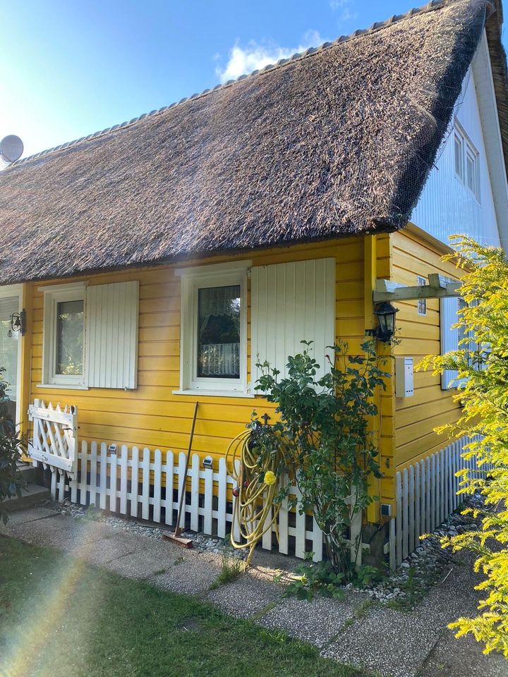 Ferienhaus Butterblume Nordsee Küste großes Meer Ostern in Düsseldorf