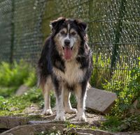 MAYA, Mix, geb. 2017 Hessen - Heidenrod Vorschau