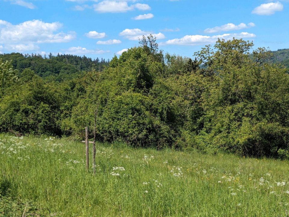 Ortsrandnahe Streuobstwiese (Ackerland) in Erwartung auf Bauland in Eppstein